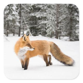 Red Fox in White Snow Square Sticker