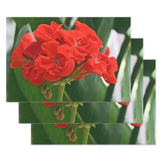 Red Geranium  Sheets