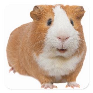 red guinea pig square sticker