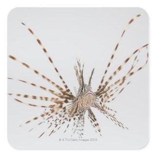 Red lionfish (Pterois volitans) Square Sticker