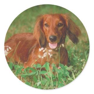 Red Long Haired Dachshund Classic Round Sticker
