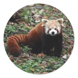 Red Panda Classic Round Sticker