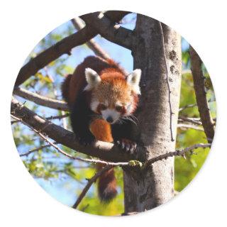 Red Panda climbing down tree Classic Round Sticker