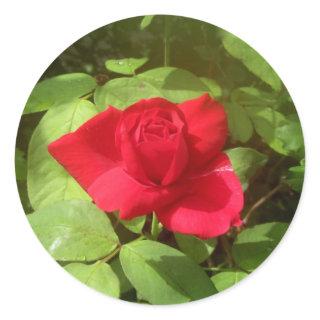 Red Rose Classic Round Sticker