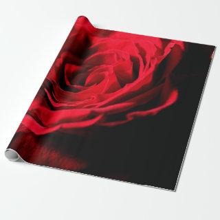 Red rose valentine day closeup macro design, roman