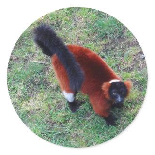 Red Ruffed Lemur #1 Stickers
