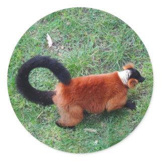 Red Ruffed Lemur #2 Stickers