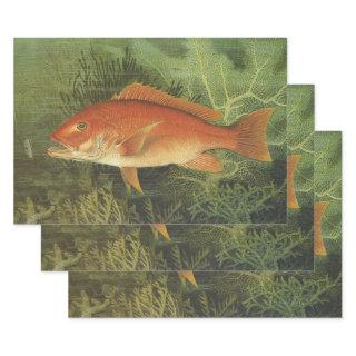 Red Snapper Fish in the Ocean, Vintage Marine Life  Sheets