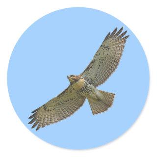 red-tail soaring Stickers