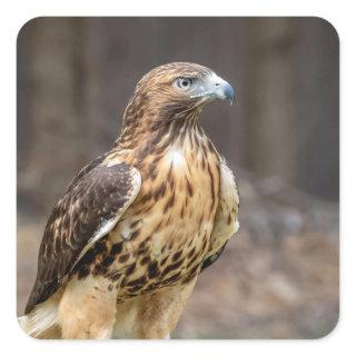 Red-tailed hawk in the Hudson Valley Square Sticker