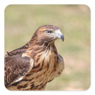 Red-tailed hawk in the Hudson Valley Square Sticker