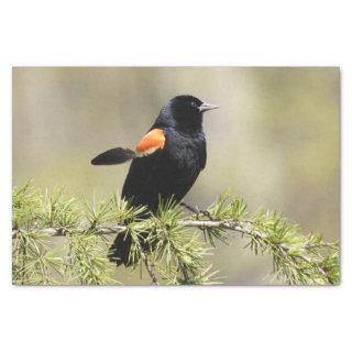 Red Winged Blackbird -Feather out of place Tissue Paper