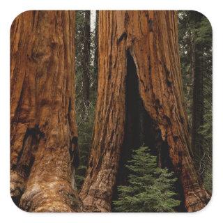 Redwood Trees, Sequoia National Park. Square Sticker