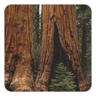 Redwood Trees, Sequoia National Park. Square Sticker