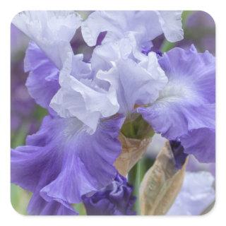Regal Bearded Iris - Purple & White Square Sticker