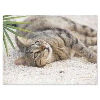 relaxing cat tissue paper