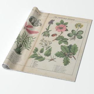 Reproduction of Vintage British Botanical Art