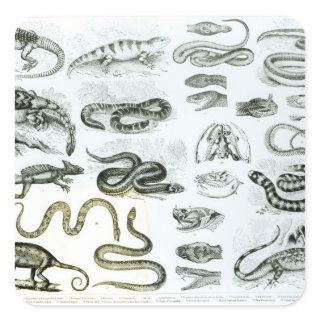 Reptiles, Serpents and Lizards Square Sticker