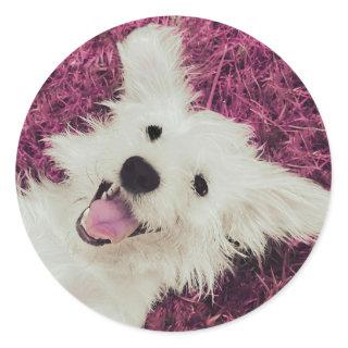Rescue Dog Classic Round Sticker