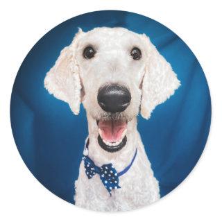 Rescue dog Poodle Classic Round Sticker