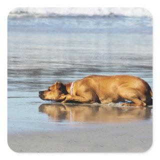 Rhodesian Ridgeback - Is the Water Cold? Square Sticker
