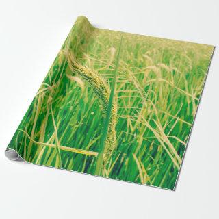 Rice field in rural and fresh,  vintage styleabstr