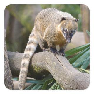 Ring-tailed Coati on branch Square Sticker