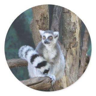 Ring-tailed lemur classic round sticker