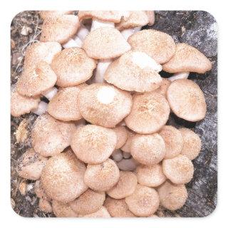 ringless honey mushrooms square sticker
