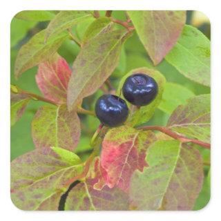 Ripe huckleberries in the Flathead National Square Sticker