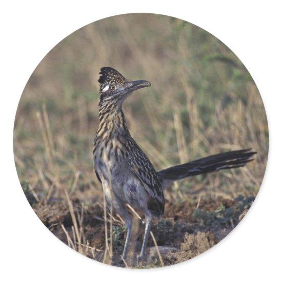 Roadrunner Classic Round Sticker