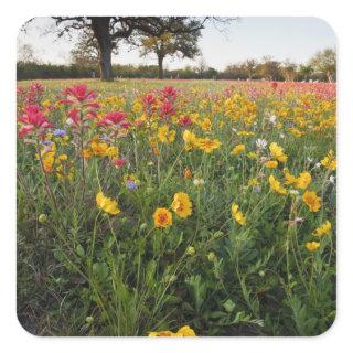 Roadside wildflowers in Texas, spring Square Sticker