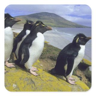 Rockhopper Penguins, (Eudyptes chrysocome), Square Sticker