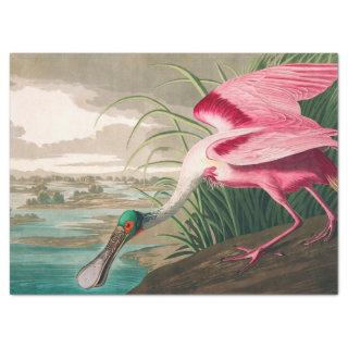 Roseate Spoonbill by John James Audubon Tissue Paper