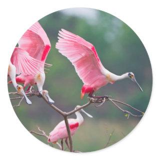 Roseate Spoonbills (Ajaia Ajaja) Landing Classic Round Sticker