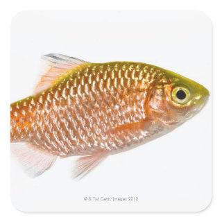 Rosy barb fish (Puntius conchonius) Square Sticker