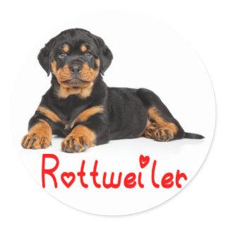 Rottweiler Puppy Brown & Black Dog Red Love Classic Round Sticker