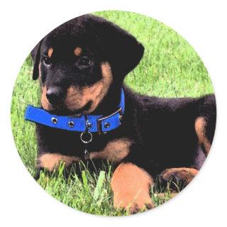 rottweiler pups. classic round sticker