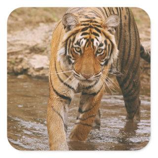 Royal Bengal Tiger coming out of jungle pond, Square Sticker