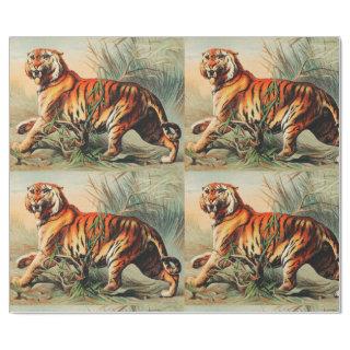 Royal Bengal Tiger