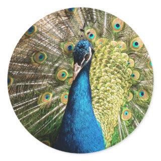 Royal Blue Peacock Classic Round Sticker