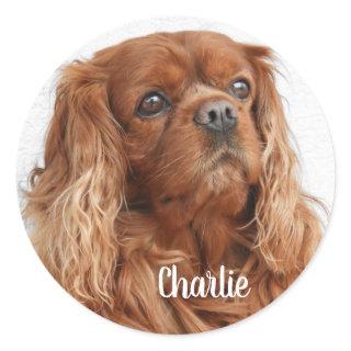 Ruby Cavalier King Charles Spaniel Dog Classic Round Sticker