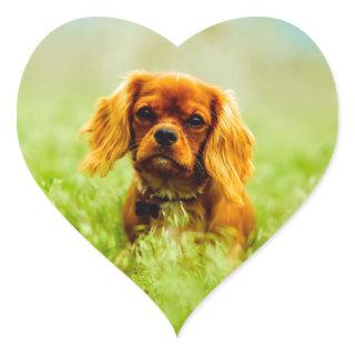 Ruby Cavalier King Charles Spaniel Dog Heart Sticker