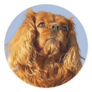 Ruby Cavalier King Charles Spaniel Puppy Dog  Classic Round Sticker