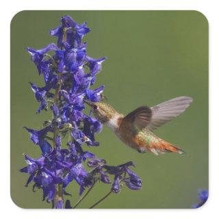 Rufous Hummingbird Square Sticker