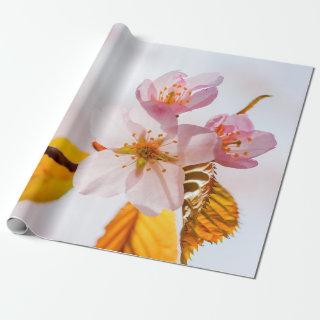 Sakura Flowers And Soft Pink Background