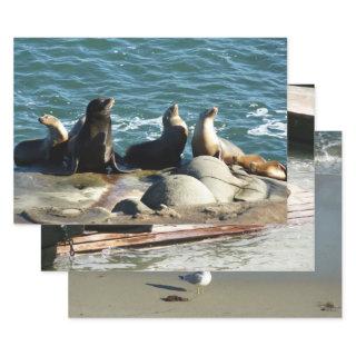 San Diego Sea Lions  Sheets