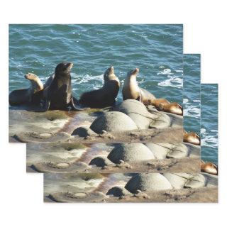 San Diego Sea Lions  Sheets