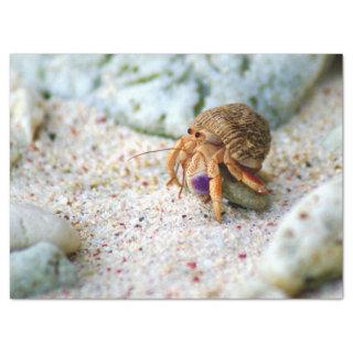Sand Crab, Curacao, Caribbean islands, Photo Tissue Paper