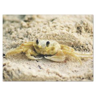 Sand Crab, Curacao, Caribbean islands, Photo Tissue Paper